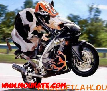 la vache folle